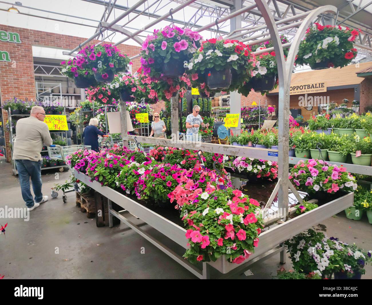Bunte Petunienblüten in Hängekörben in einem Gartencenter Stockfoto