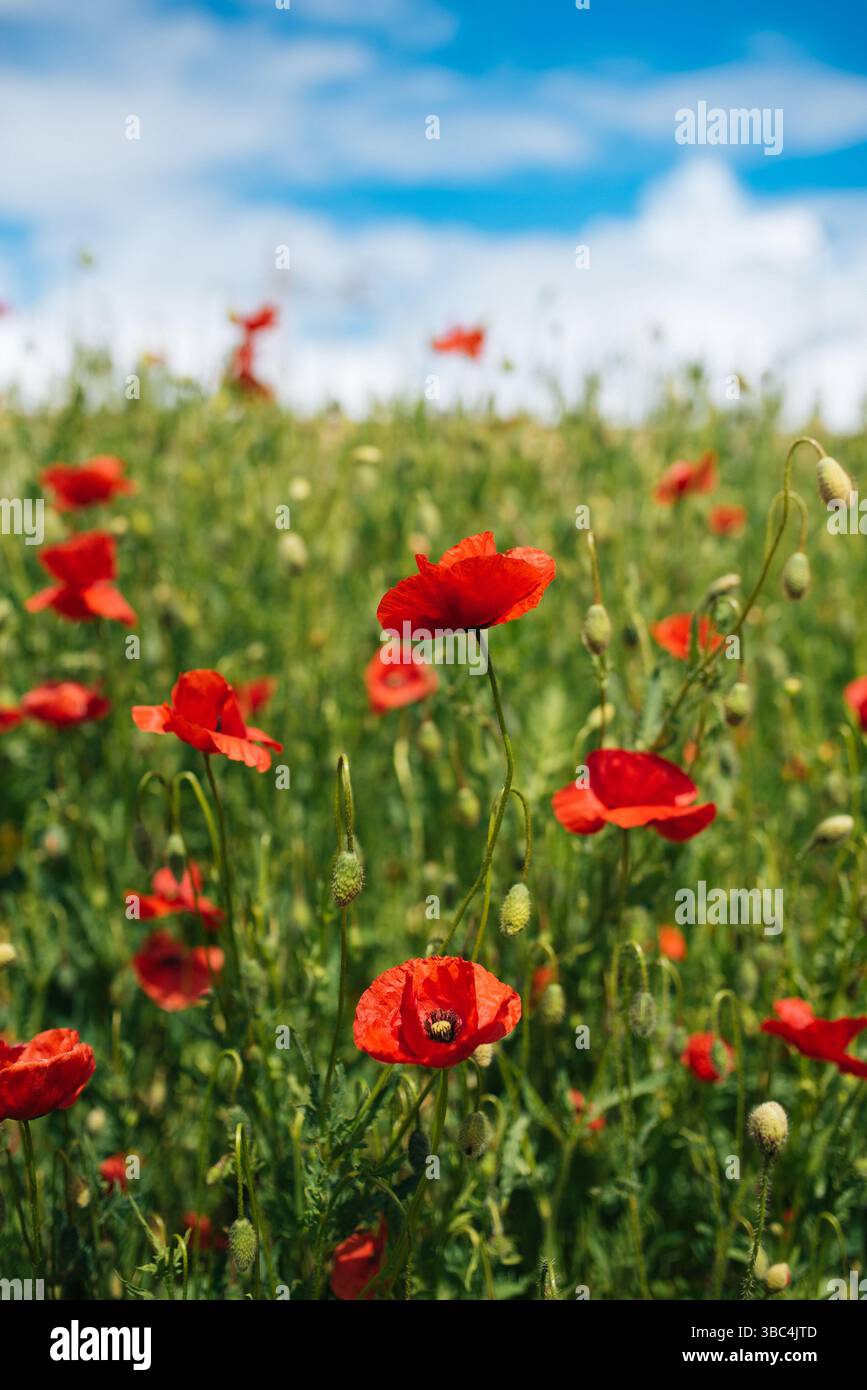 Ein lebhaftes Feld roter Mohnblumen erstreckt sich bis in die Ferne unter einem klaren blauen Himmel Stockfoto