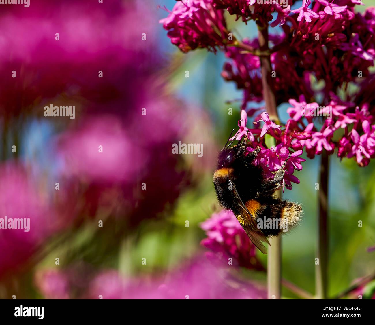 Eine Königin-Hummel ernährt sich von Rotwalerian (Centranthus ruber). Stockfoto