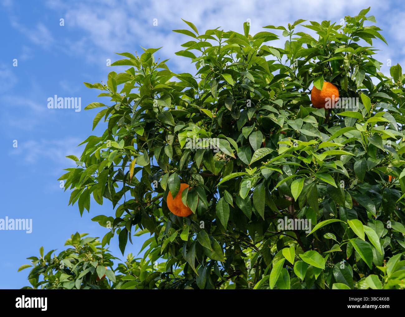 Frische reife Orangen auf einem Baum mit leuchtend grünen Blättern, vor blauem Himmel. Konzept der Landwirtschaft, Ernte und gesunde Ernährung. Stockfoto