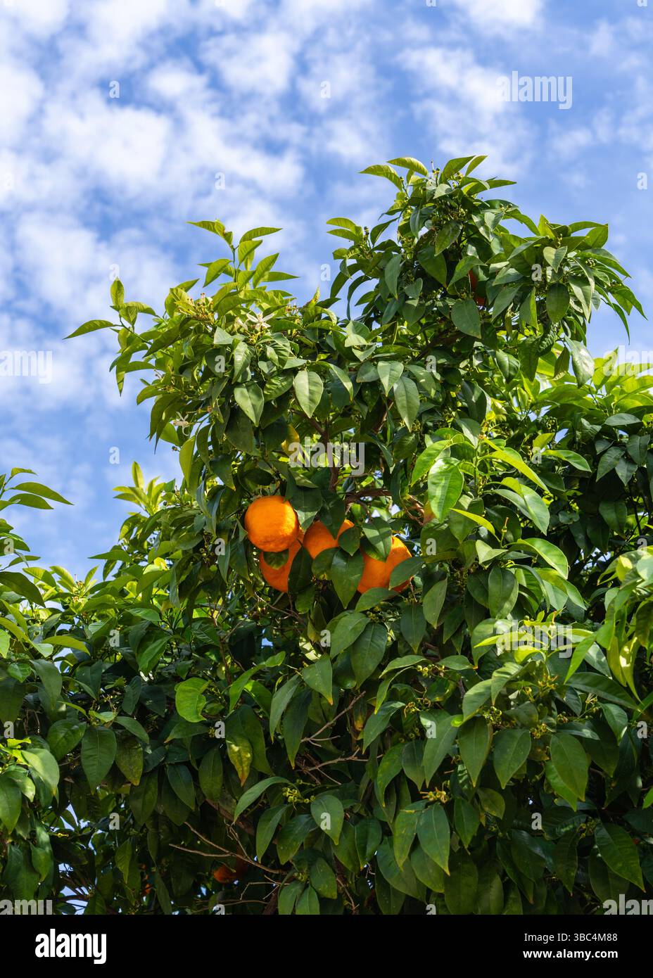 Saftige, reife Orangen hängen an einem Zitrusbaum mit üppig grünem Laub, umrahmt von einem klaren blauen Himmel. Symbol für ökologischen Landbau, Frische und natürliche Nüsse Stockfoto