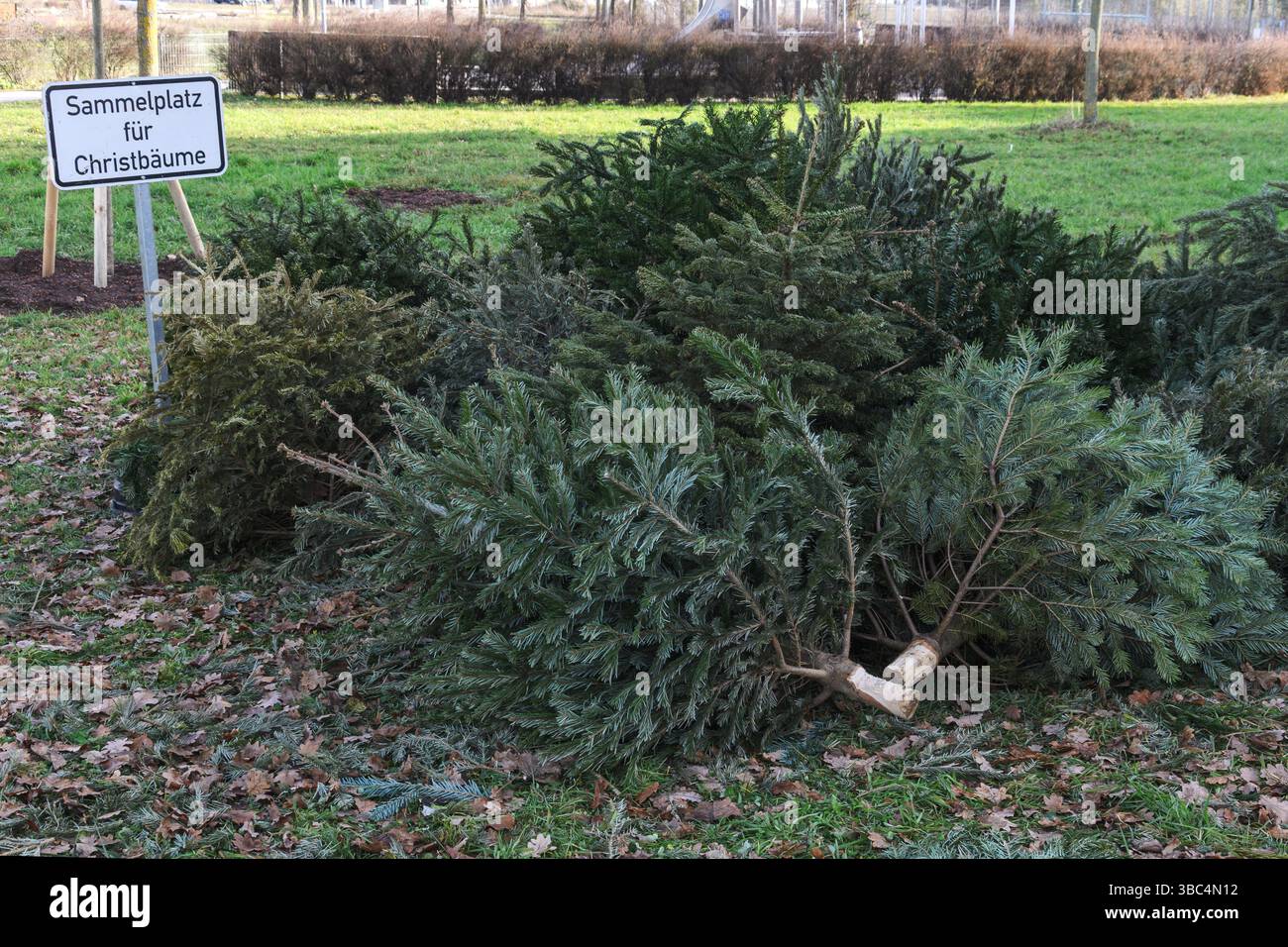 Sammelpunkt Für Entsorgte Weihnachtsbäume Stockfoto