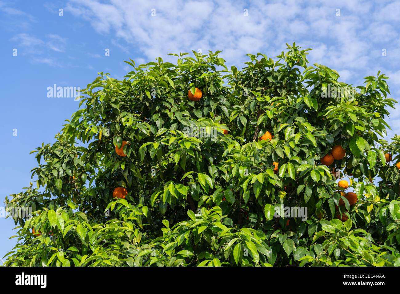 Leuchtende Orangenfrüchte Reifen auf Zitrusbäumen, umgeben von satten grünen Blättern, vor hellblauem Himmel. Ideales Bild für Themen der Bio-Landwirtschaft Stockfoto