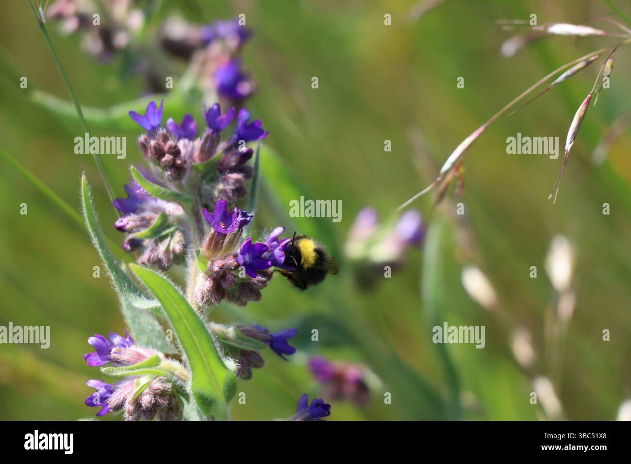Gartenhummel auf gewöhnlichem Bugloss in Strong Winds Stockfoto