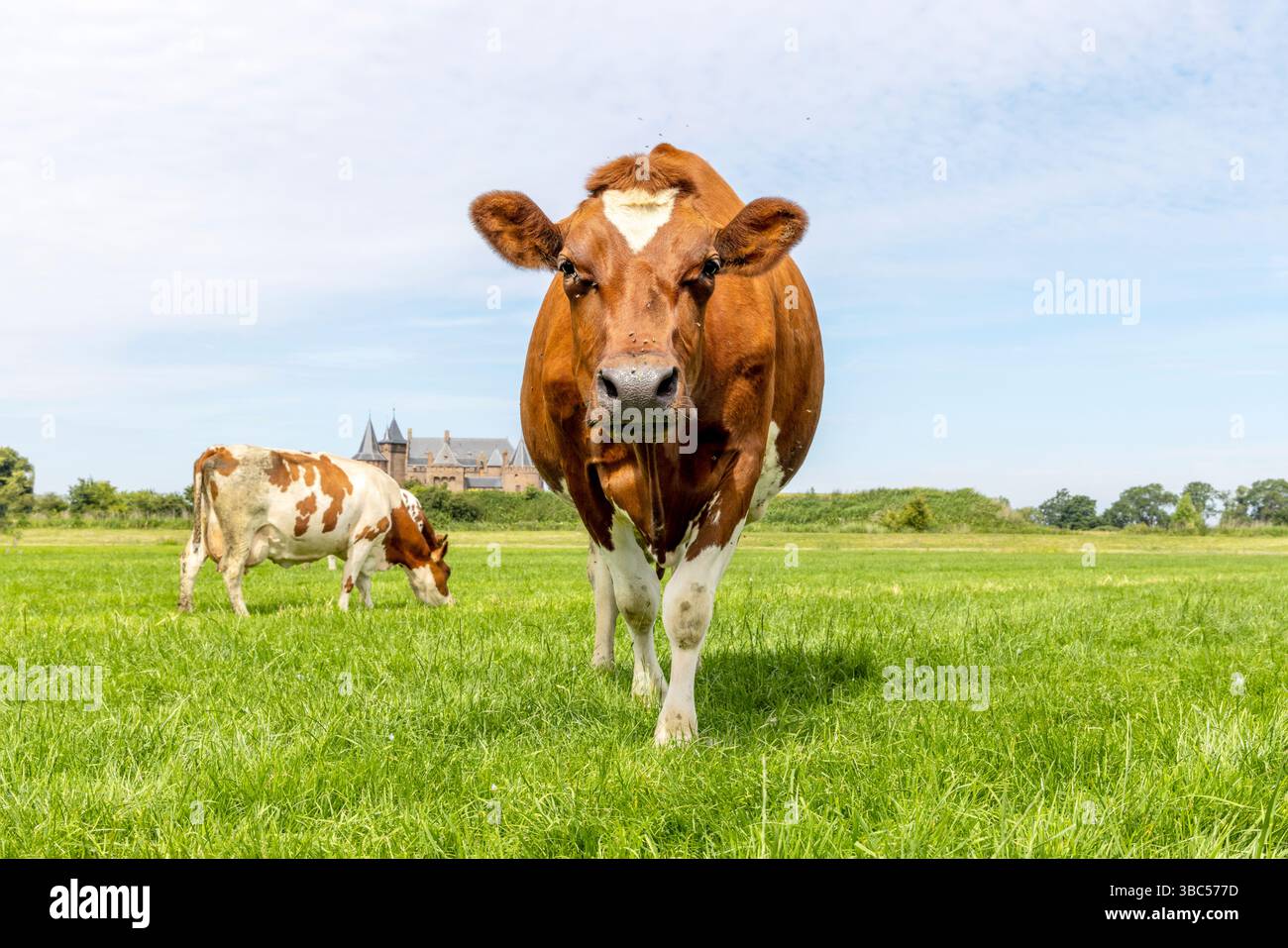 Krautige Kuh, die in voller Länge in der Vorderansicht und im Kopierraum steht, Kühe im Hintergrund, grünes Gras auf einem Feld und blauer Himmel Stockfoto