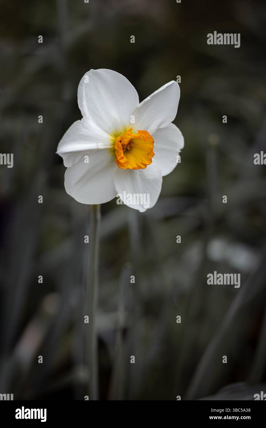 Nahaufnahme einer weißen Narzissen mit orangefarbener Mitte, sanft beleuchtet und von einem gedämpften, natürlichen Hintergrund umgeben. Ideal für Designs mit Platz für Text Stockfoto