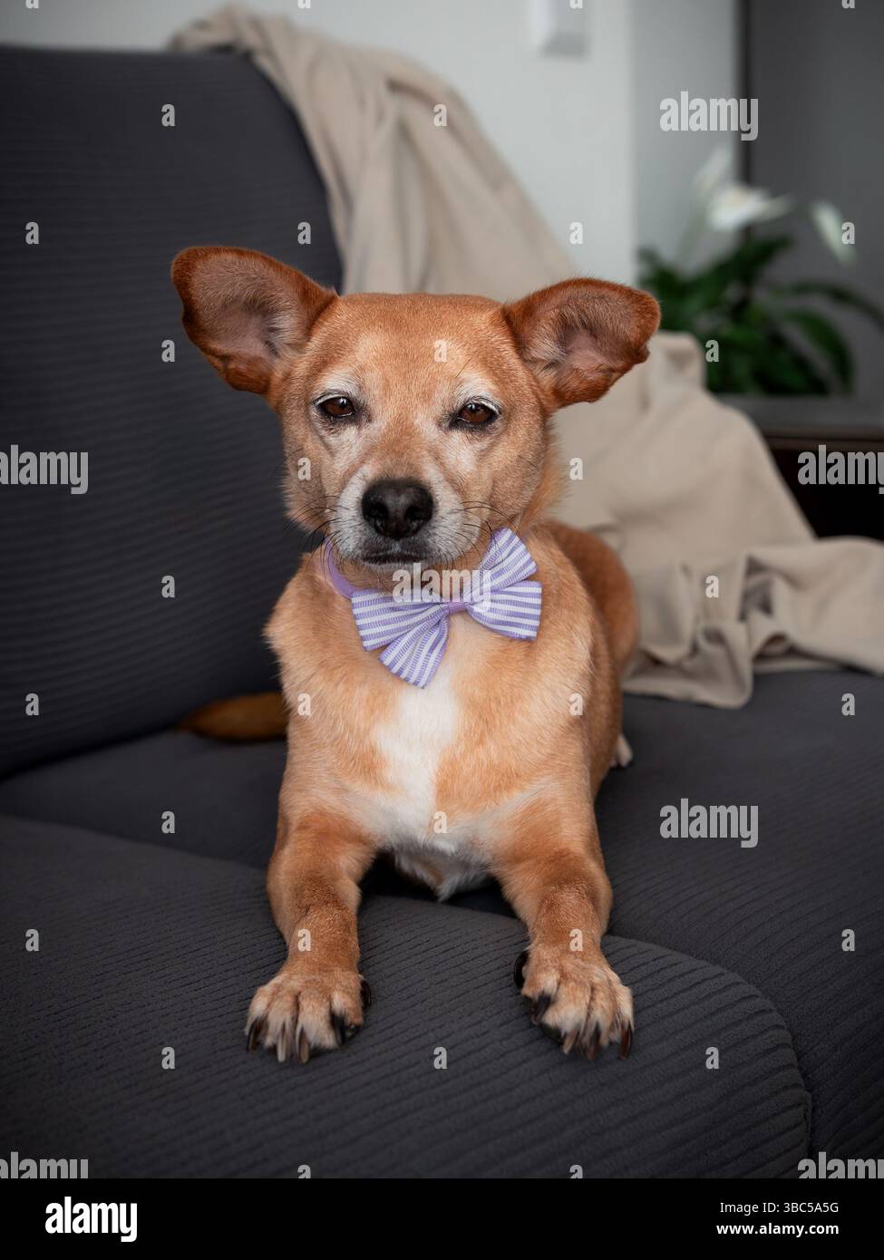 Niedlicher kleiner Hund mit gestreifter Fliege, der zu Hause auf einem dunklen Sofa sitzt und eine neutrale Decke im Hintergrund hat. Haustierporträt mit Humor Stockfoto
