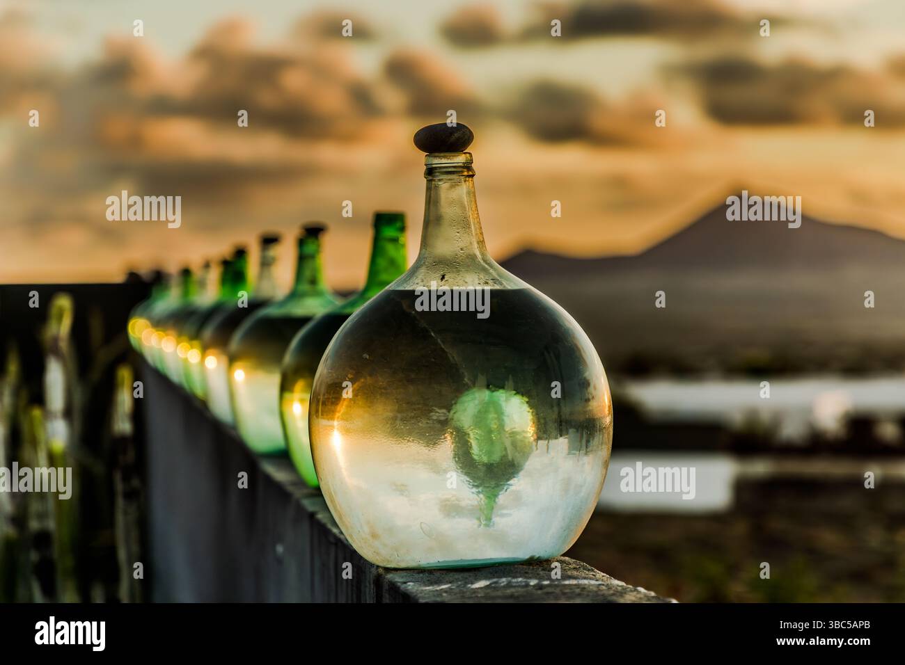 Reihe von Ballons mit grünem Wein auf Lanzarote bei Sonnenuntergang. Bei der traditionellen halboffenen Gärung schützt ein Stein den Wein vor Kontamination. Calle Chirimoya, Urbanización Famara, Canarias, Spanien Stockfoto