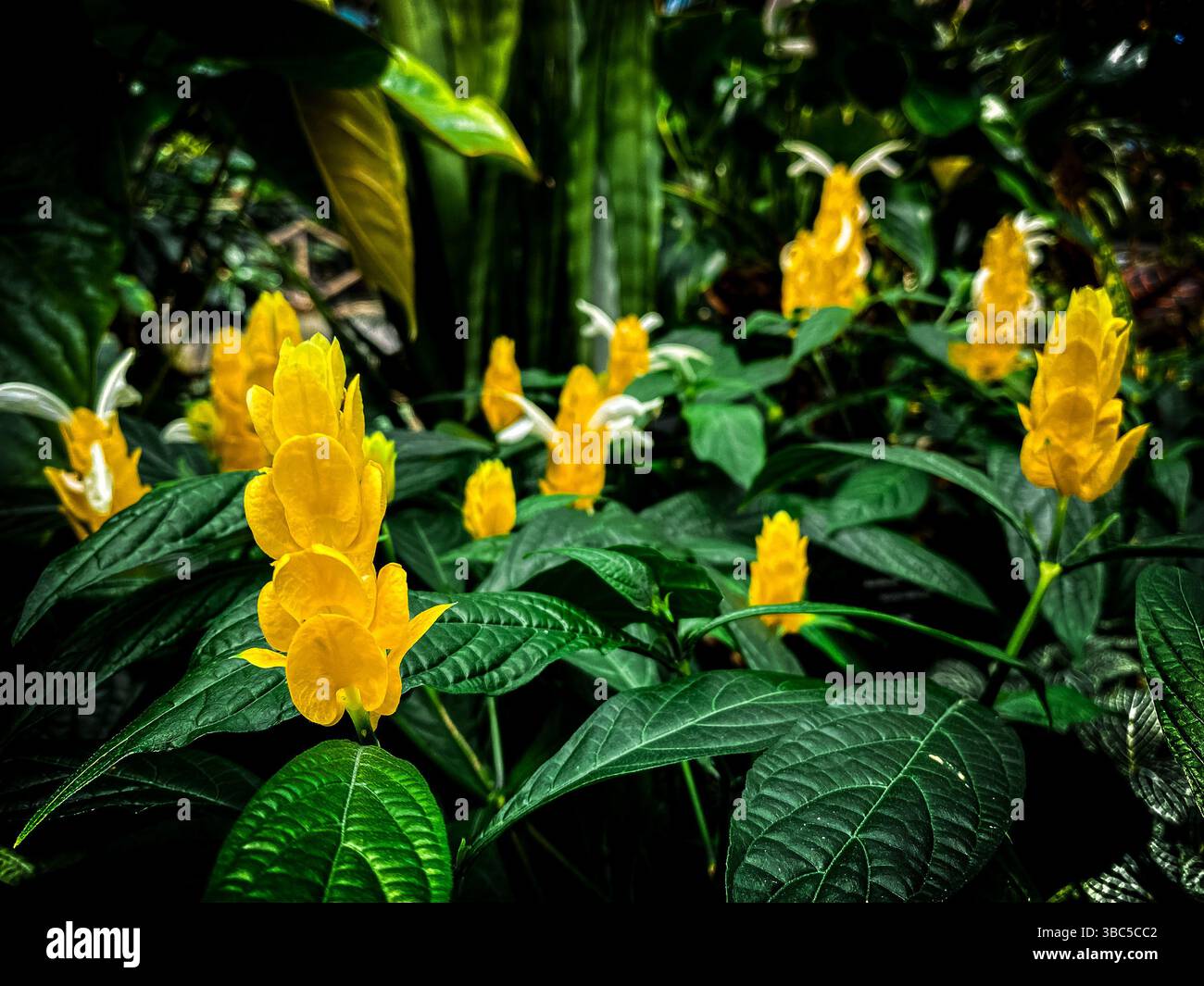 Christchurch Botanic Garden, Region Canterbury, Neuseeland Aotearoa Stockfoto
