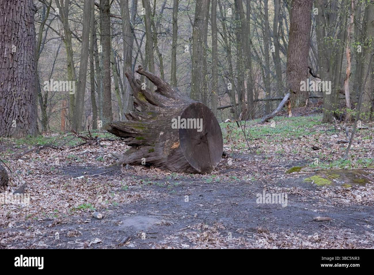 Ein alter entwurzelter Stumpf liegt im Wald Stockfoto