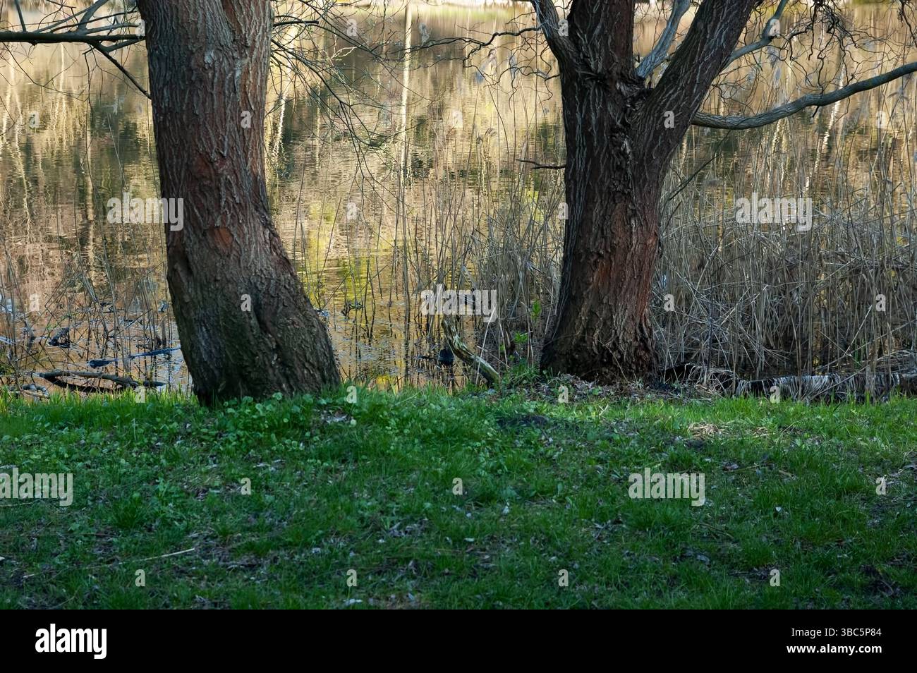 Ein See mit trockenem Schilf und Enten, grünem Gras und großen Bäumen am Ufer. Ruhige Sommerlandschaft. Stockfoto