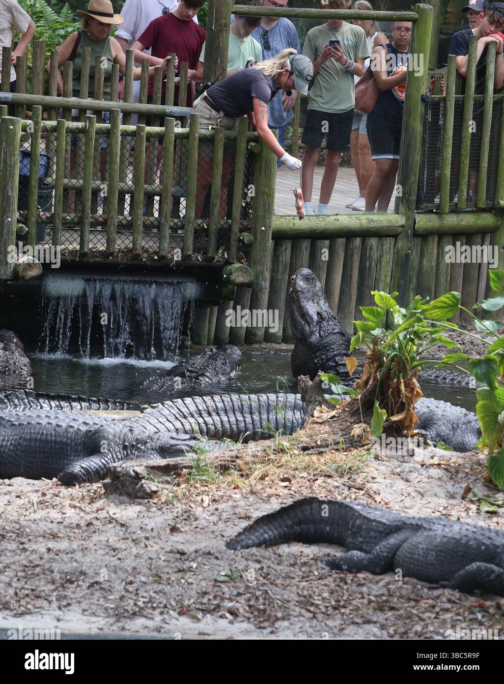 Das Personal versorgt die Alligatoren auf der Alligatorfarm in St. Augustine Stockfoto
