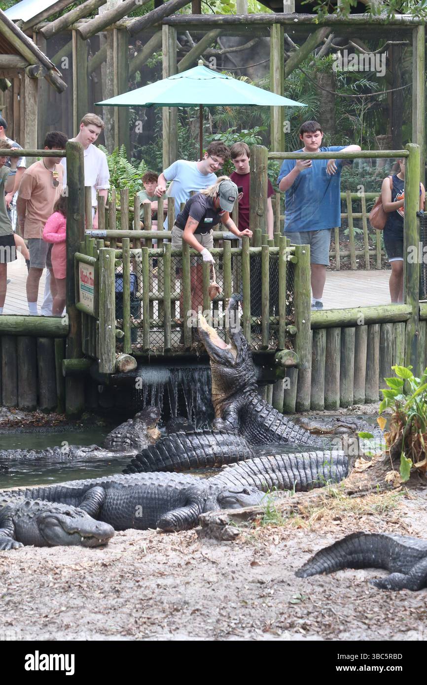 Das Personal versorgt die Alligatoren auf der Alligatorfarm in St. Augustine Stockfoto