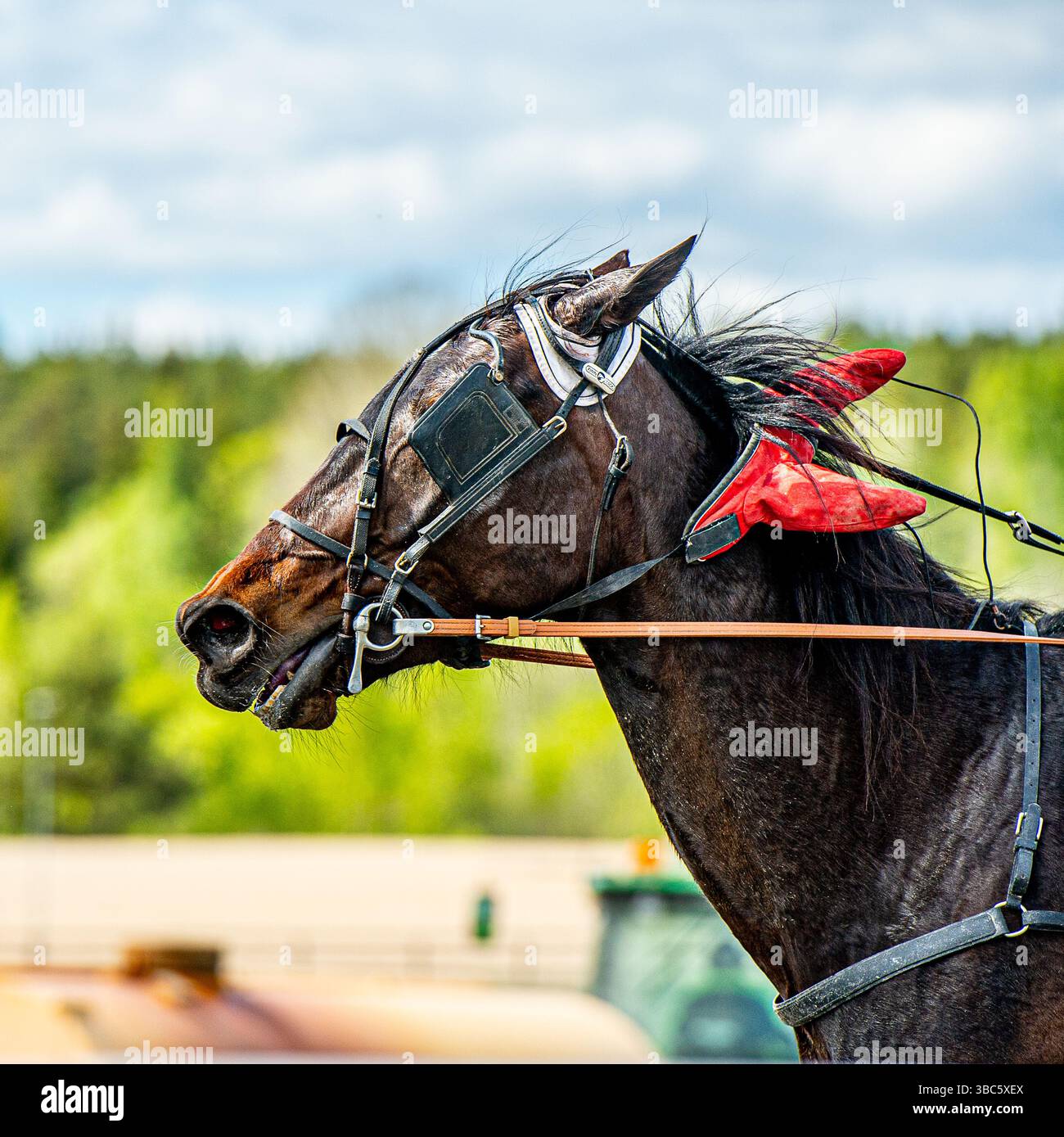 Eine schöne Sommerstrecke zum Traben. Stockfoto