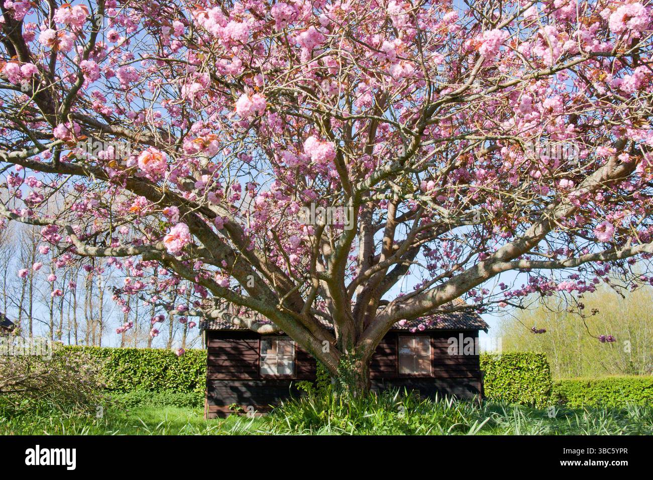 Frühling-Apfelblüte Stockfoto