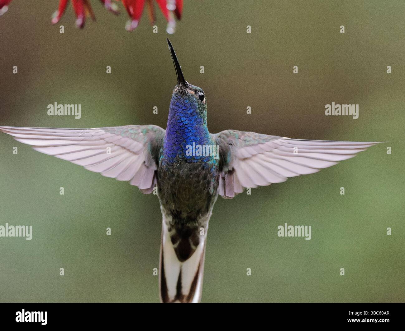 Hillstar Mit Grünem Rücken Stockfoto