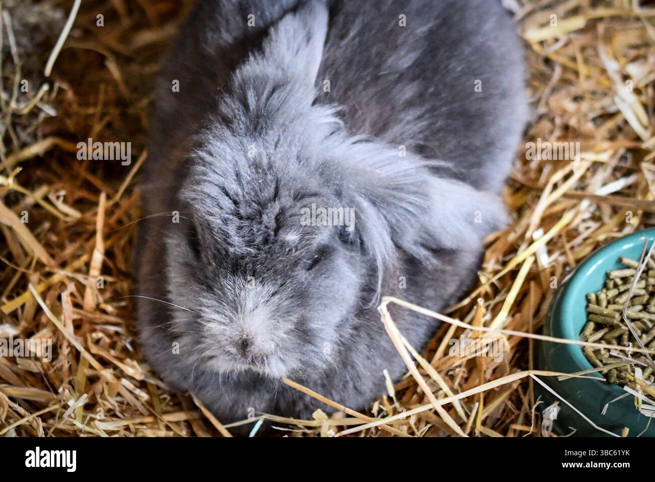 Flauschiges graues Kaninchen Stockfoto