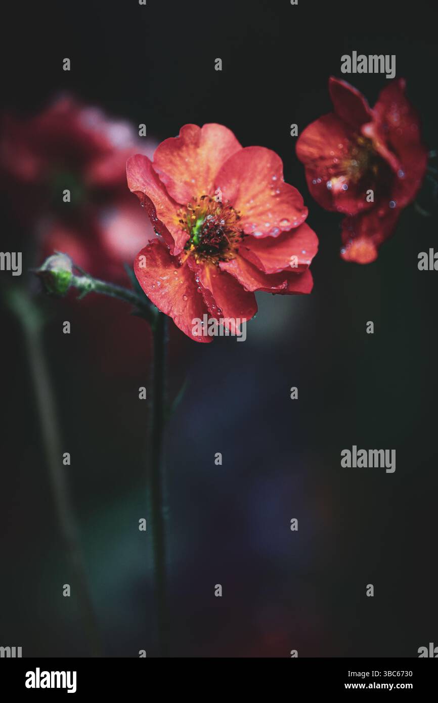 Nahaufnahme Geum Scarlet Sturmblume in Blüte Stockfoto