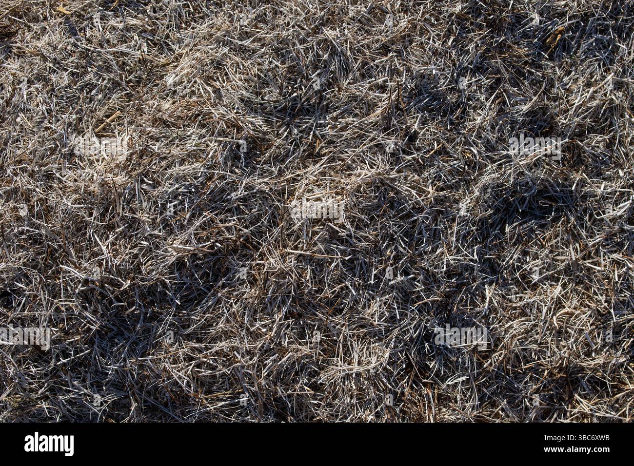 Getrocknete Algen, die an Land gewaschen wurden Stockfoto