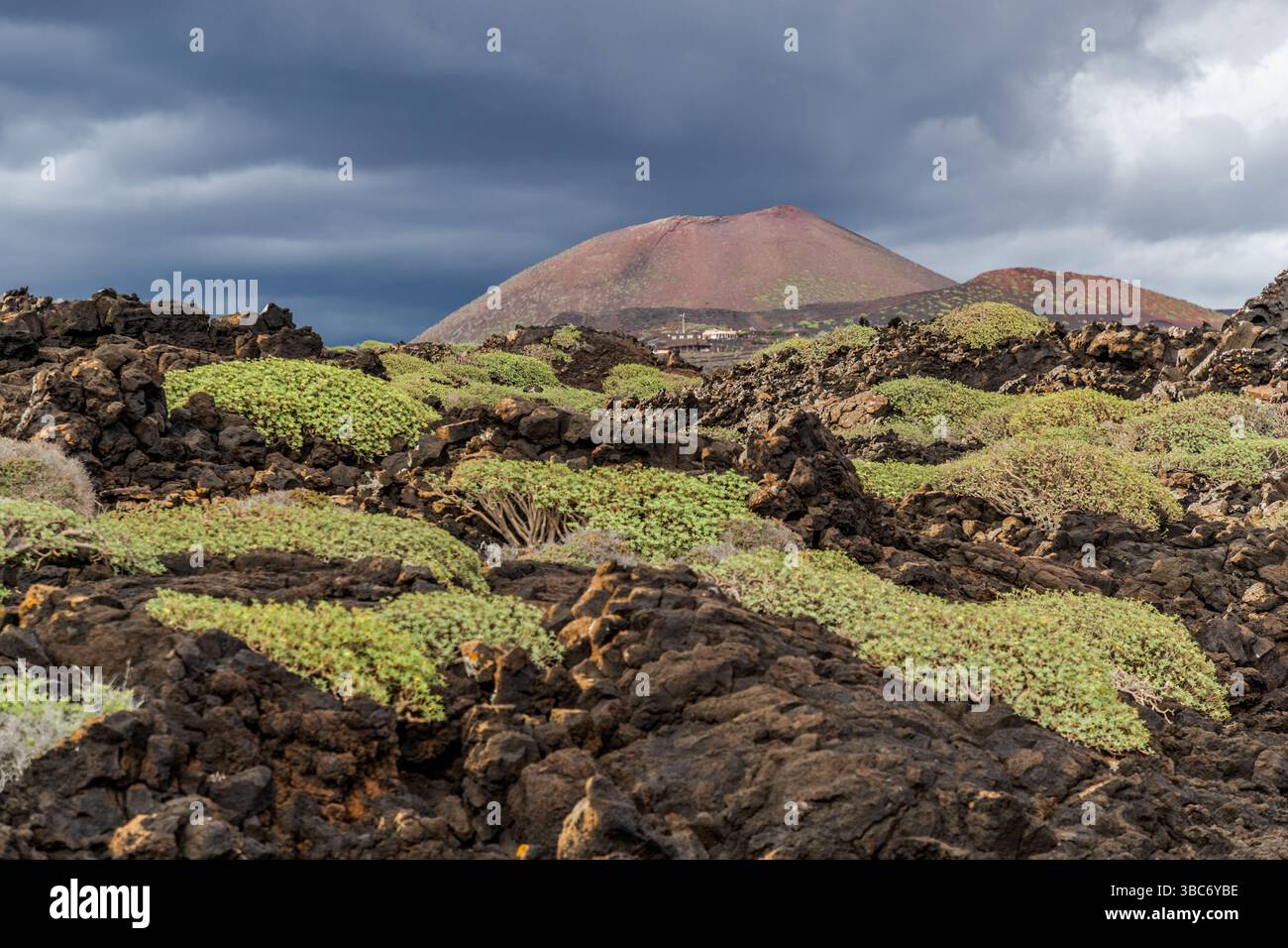 Die Montaña Bermeja erhebt sich rötlich hinter dichten Gruppen von Sukkulenten entlang der Avenida Marítima nahe El Golfo auf Lanzarote, Kanarische Inseln, Spanien. Eine einzige Eruption bildete den Kegel – auf Lanzarote bezeichnet „montaña“ einen Vulkan, der durch nur eine Eruption entstanden ist. Eisenerreicher Vulkanboden verleiht ihm seine rostrote Farbe (bermejo), ein Merkmal, das mehreren Kegeln der Insel ihren Namen gibt. Kleine Gebäude stehen an seinem Fuß. Dunkle Gewitterwolken ziehen über die Landschaft. Stockfoto