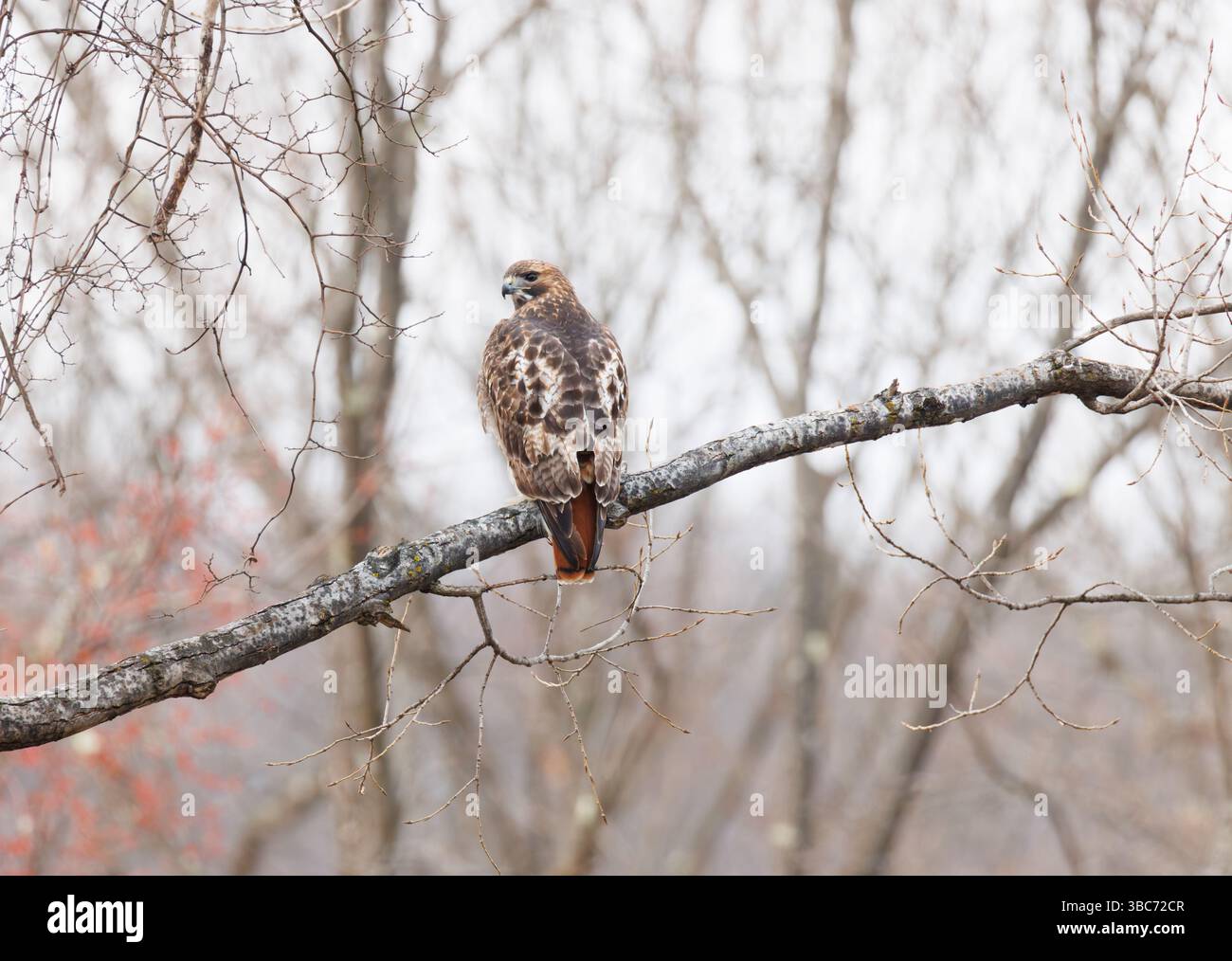 Rotschwanzfalke, der im Herbst oder Winter auf einem blattlosen Baum thront, mit dem Kopf nach hinten zur Kamera gerichtet Stockfoto