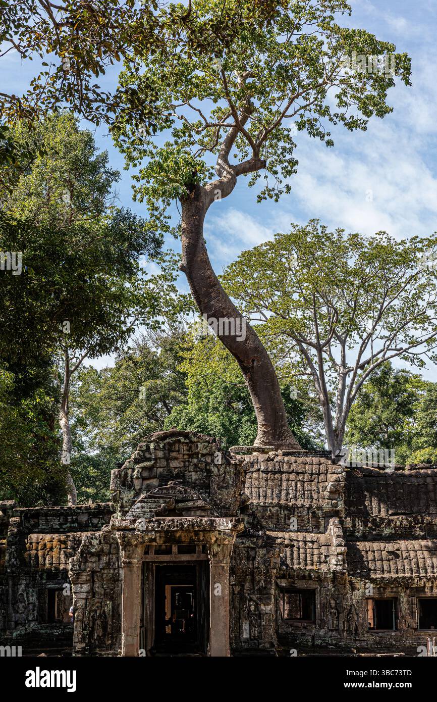 Temple de Ta Prohm près de Siem Reap au Cambodge Stockfoto
