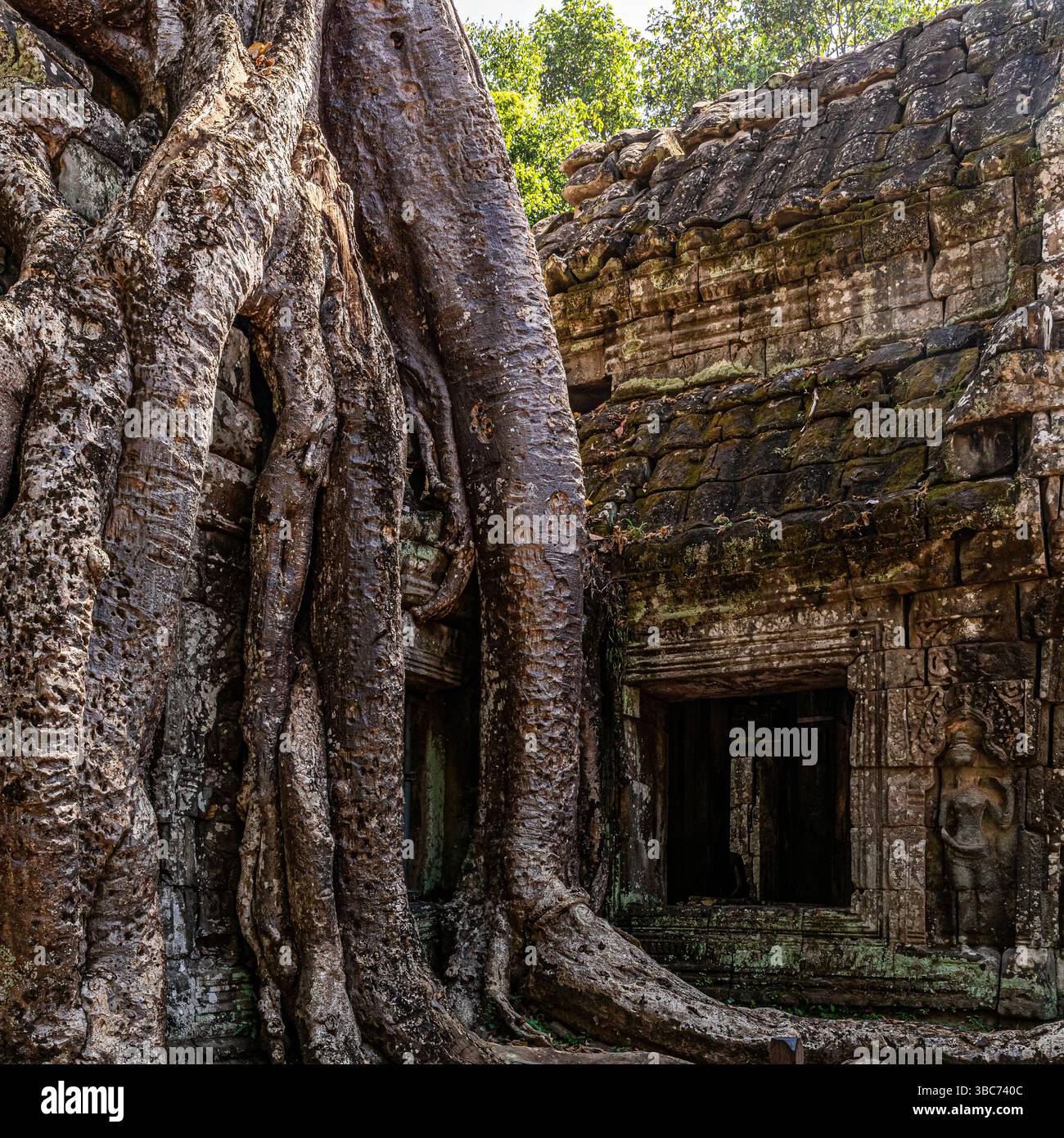 Temple de Ta Prohm près de Siem Reap au Cambodge Stockfoto