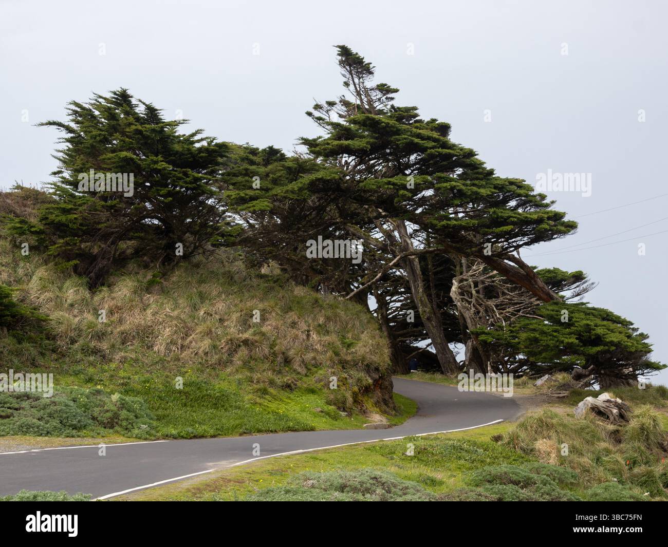 Auf dem Weg zum Point Reyes Lighthouse, der durch die Winde gefegt wurde, wurden die Straßen und Bäume geweht Stockfoto