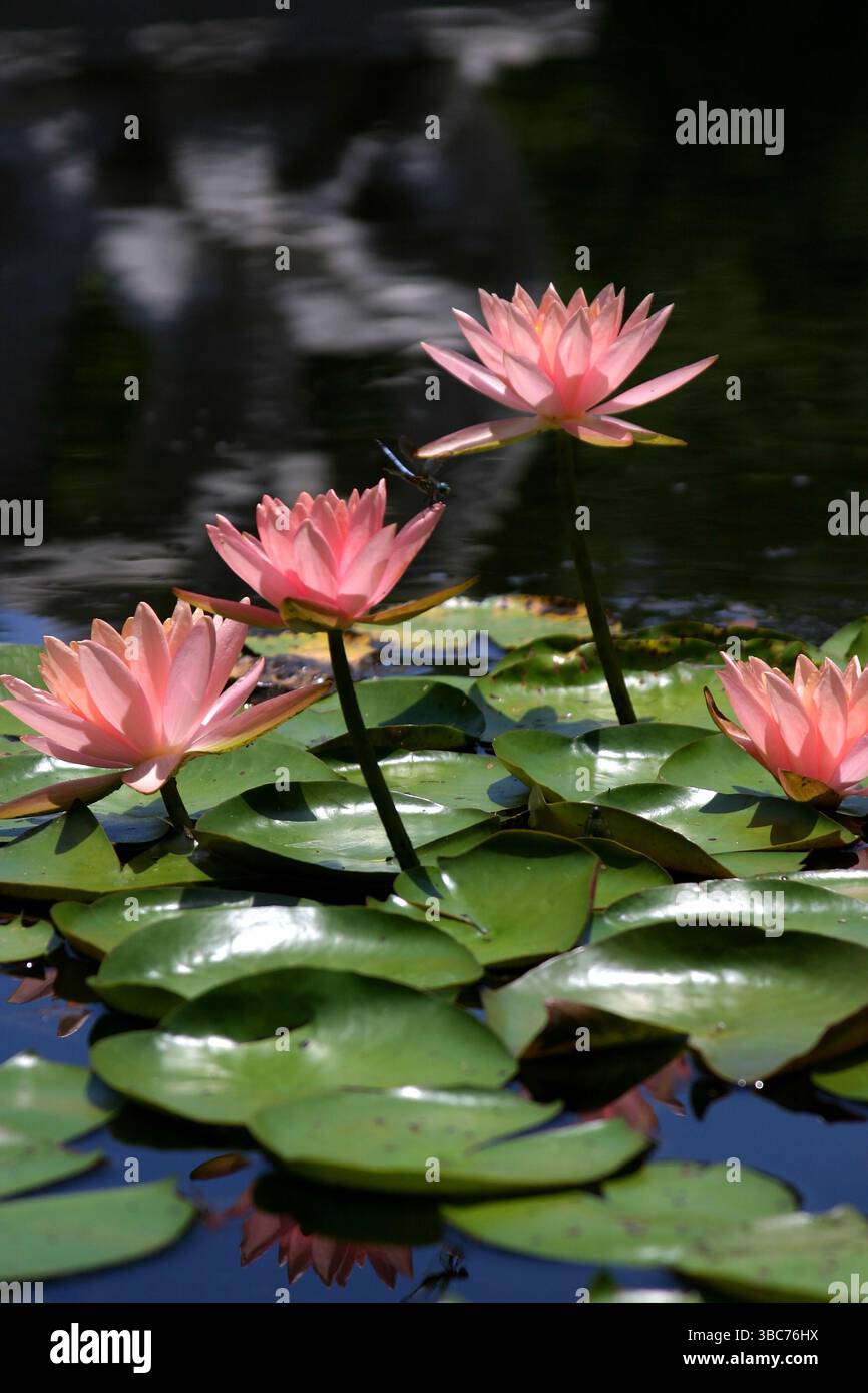 Lotusblumen und Drache fliegen im Teich Stockfoto