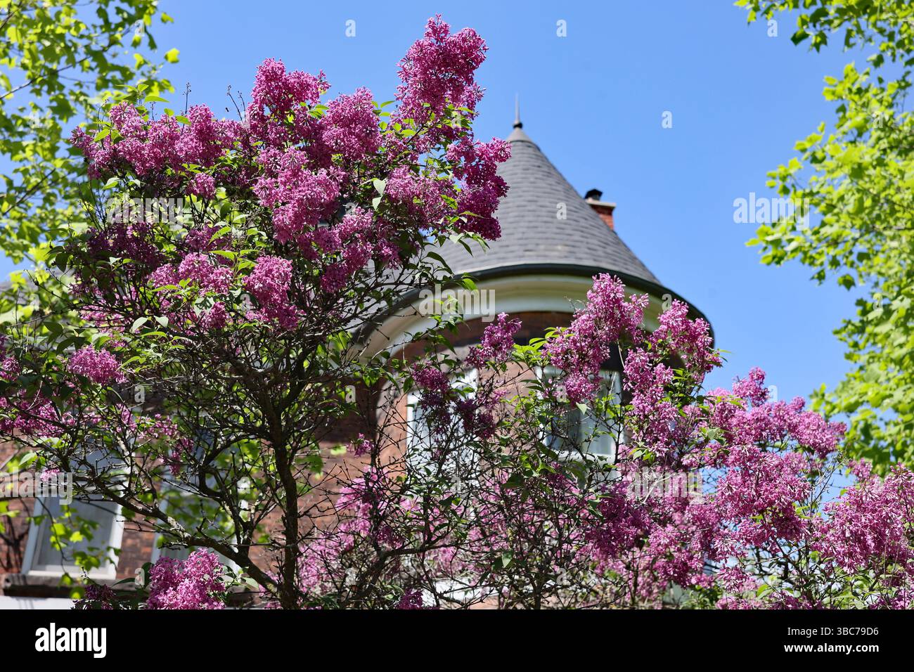 Fliederbusch im Vorgarten eines Hauses Stockfoto