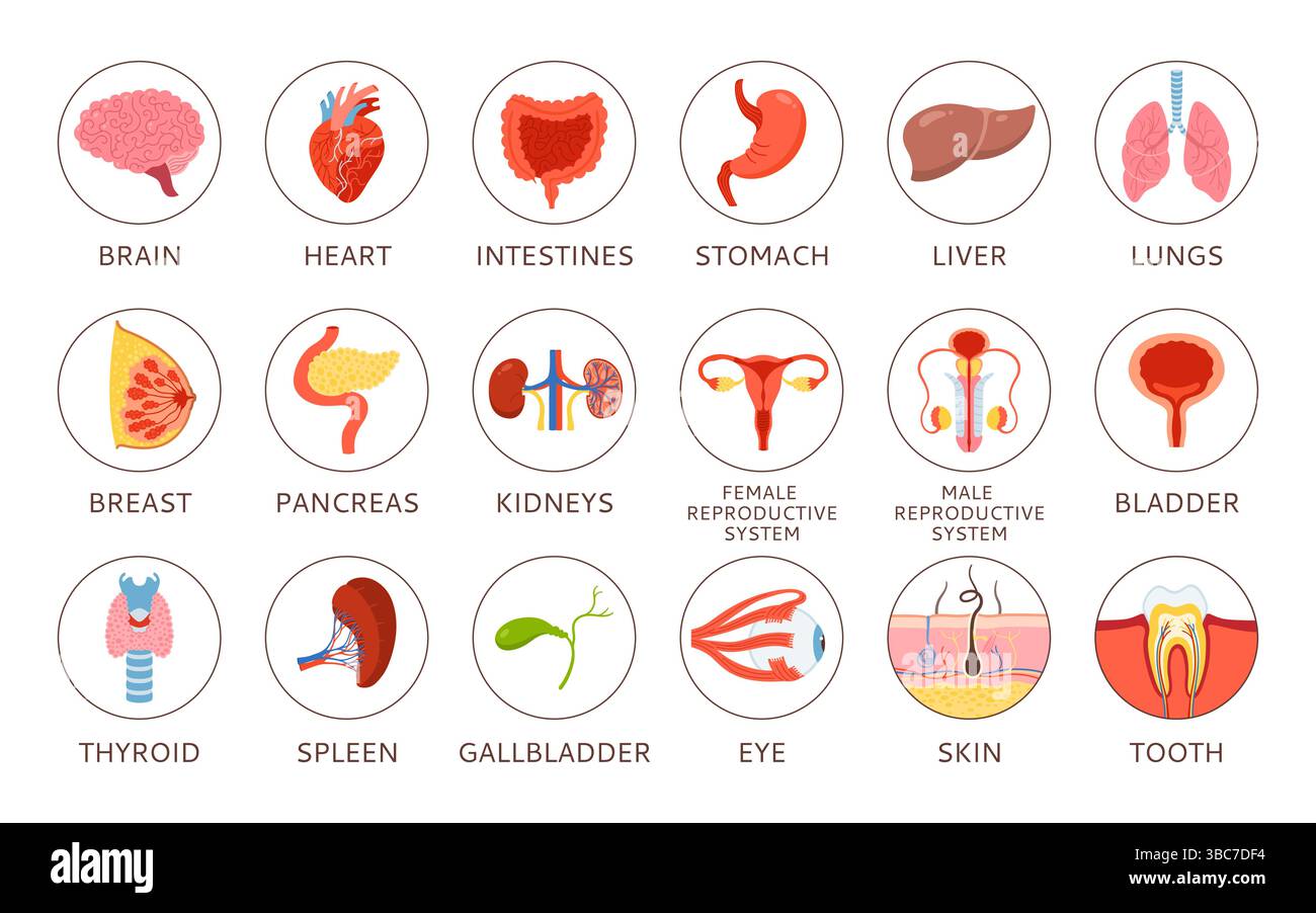 Menschliche Organe mit Namensbeschreibung Infografik. Cartoon Lungenhirn, Herznieren, Magen, Fortpflanzungssystem weiblich männlich, Haut Haar Zahn Auge, Körperelemente Hand gezeichneter pädagogischer Vektor Stock Vektor