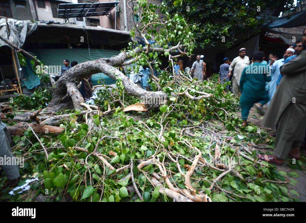 Peshawar, Peshawar, Pakistan. Mai 2025. PESHAWAR, PAKISTAN - 18. MAI: Ein schwerer Sturm ereignete sich am Sonntag, 18. MAI 2025 in der pakistanischen Stadt Peschawar.aufgrund des Sturms, während mehrere Bäume und Stromanschlüsse gestürzt wurden, fielen einige Dächer von Häusern herunter. Mindestens zwei Menschen wurden getötet und vier weitere verletzt, nachdem ein heftiger Sturm mehrere Jahrhunderte alte Bäume aus der Mogul-Ära entwurzelte. Der Sturm verursachte erhebliche Schäden an der Infrastruktur, was Bedenken hinsichtlich der Erhaltung des städtischen anc aufkommen ließ Stockfoto