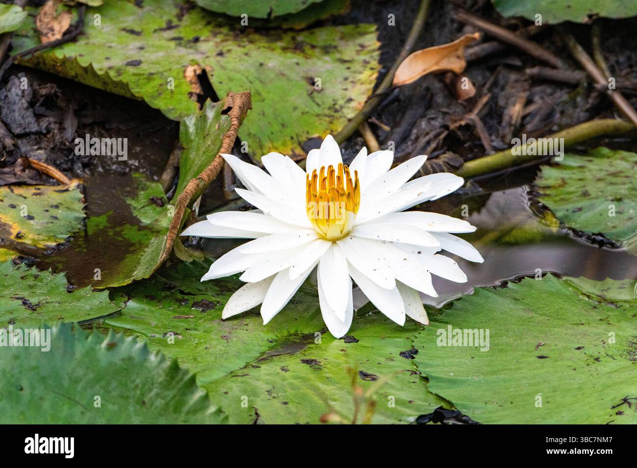 Weißwasserlilie in der Nähe von Mareeba, Atherton Tablelands, Far North Queensland, FNQ, Australien Stockfoto