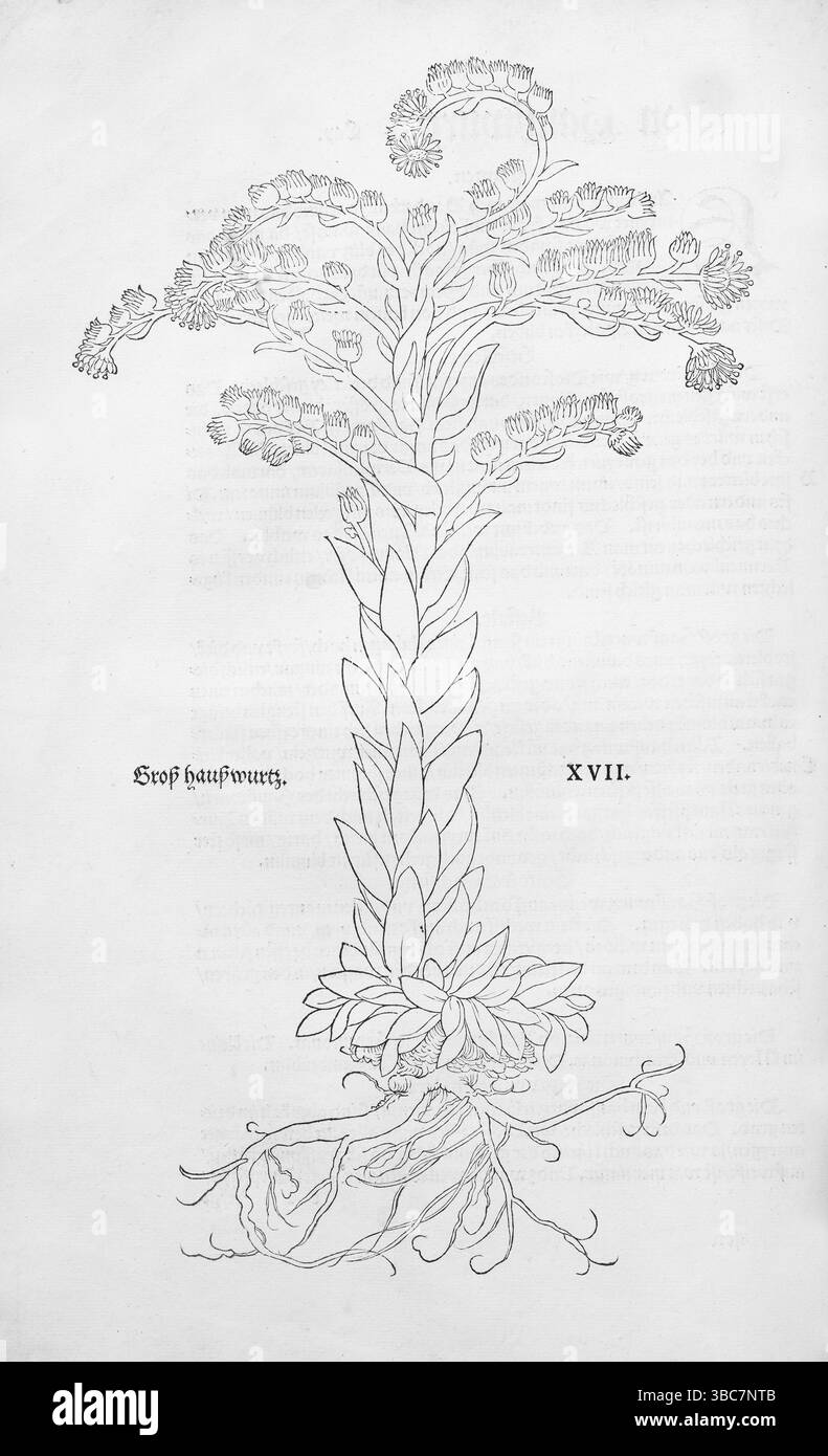 Dachhaushäuser, Sempervivum, Holzschnitt von Leonhart Fuchs, aus New Kreueterbuch, neues Kraeuterbuch, Michael Isingrin, Basel, Schweiz Stockfoto