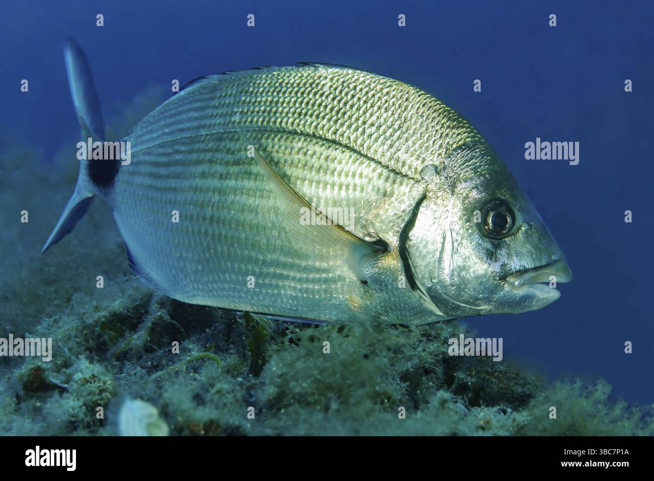 Nahaufnahme der Ringbrasse (Diplodus annularis) kleine Silberbrasse, Mittelmeer Stockfoto