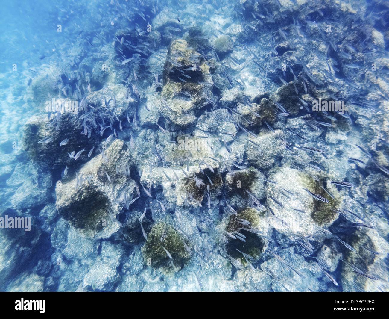 Fischschule, Salemas (Xenocys Jessiae), Unterwasser, Galapagos, Ecuador, Südamerika Stockfoto