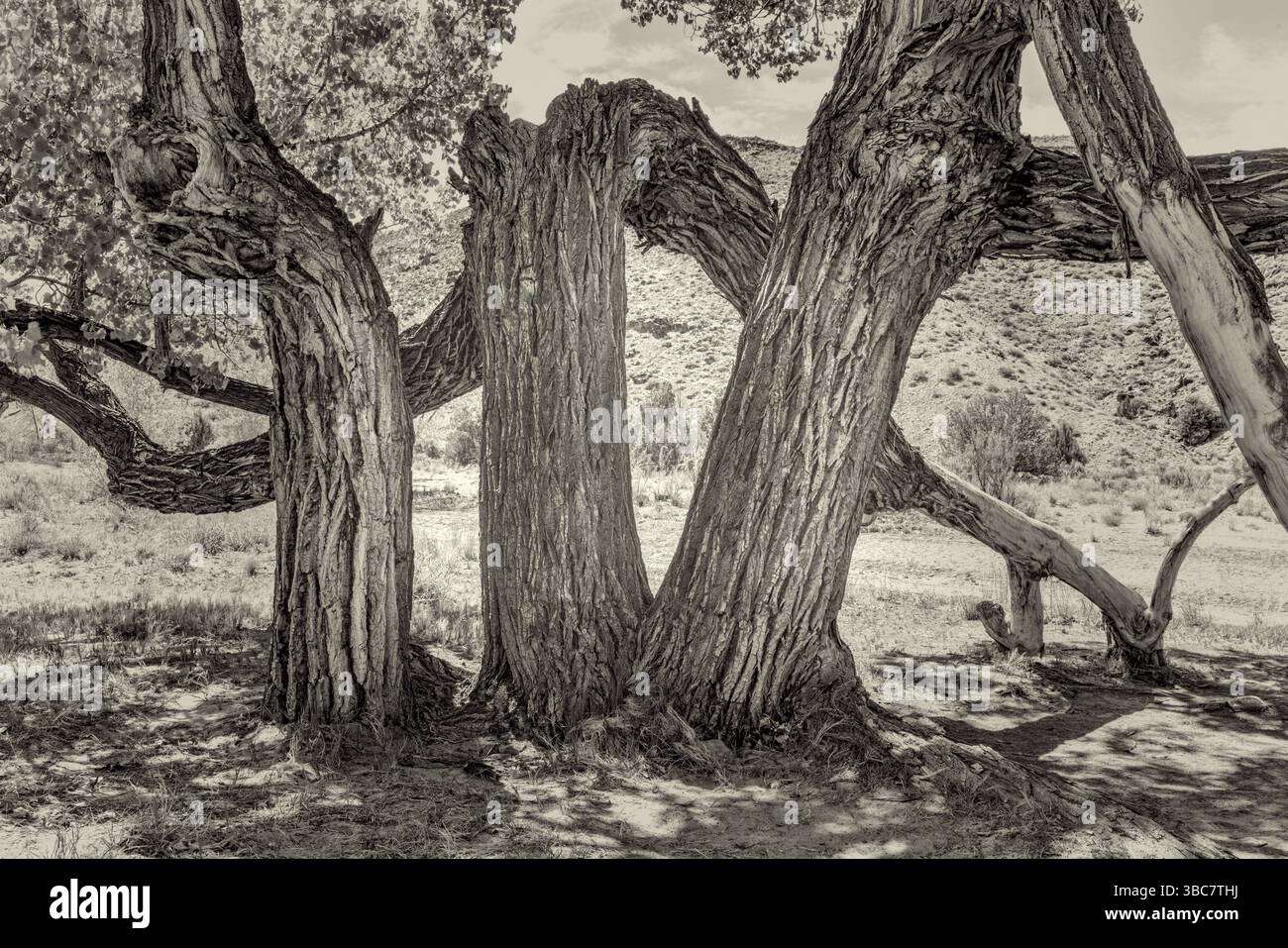 Alter verdrehter Baumwollholzbaum in einer Wüstenschlucht in der Nähe von Moab, Utah, schwarz-weiß-platinfarbenes Bild Stockfoto