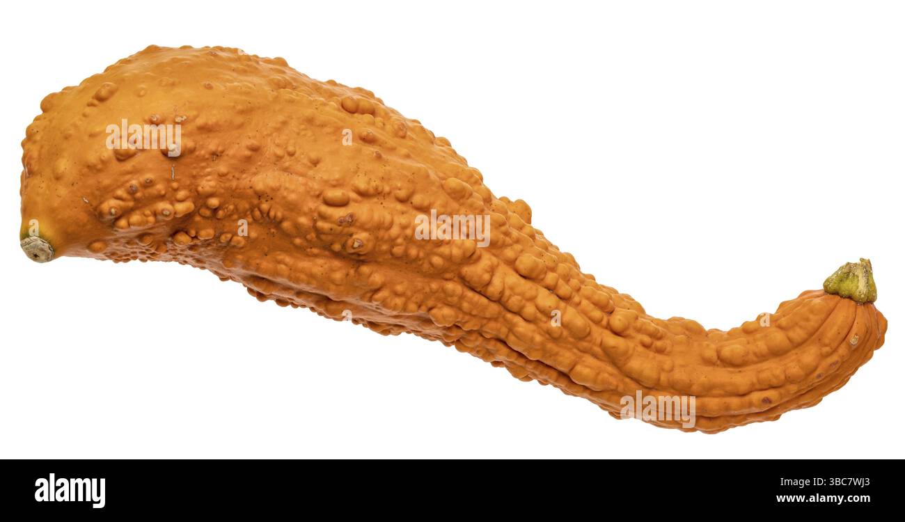 Kleiner Zierkürbis isoliert auf weiß, Herbsternte oder Weihnachtsdekoration Stockfoto
