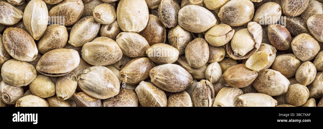 Hintergrund der getrockneten Bio-Hanfsamen, Lebensgröße Makro, langes Bannerformat Stockfoto