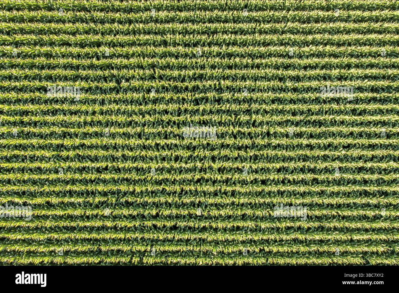 Luftaufnahme des Maisfeldes im Osten Colorados Stockfoto