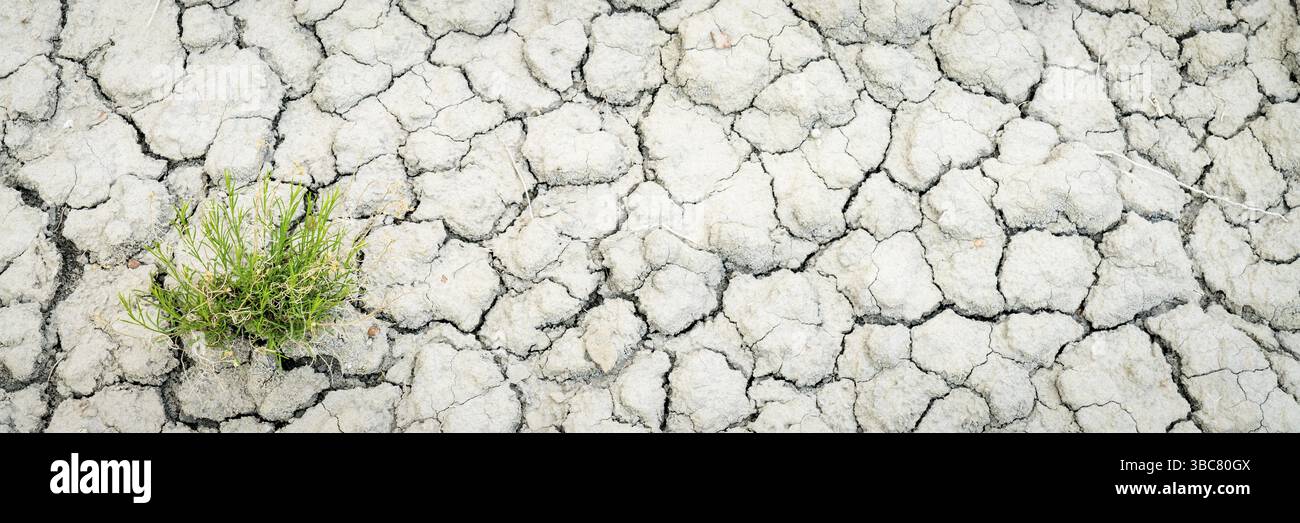 Hintergrund des trockenen und zerrissenen Wüstenbodens mit einer grünen Pflanze in der Book Cliffs Area im Osten Utahs, Panorama Stockfoto