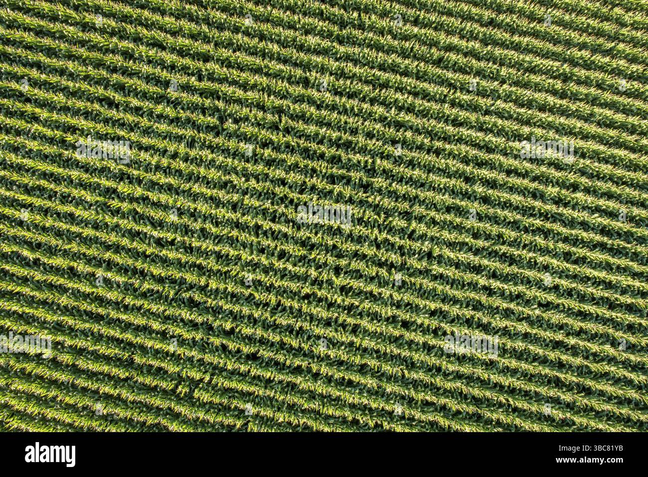 Luftaufnahme des Maisfeldes im Osten Colorados Stockfoto