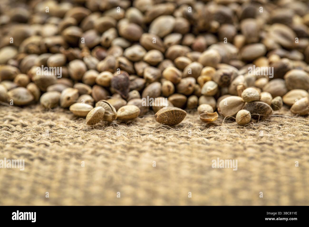 Hintergrund von getrockneten Bio-Hanfsamen auf Sackleinen - Low-angle-Ansicht mit flachem Fokus Stockfoto