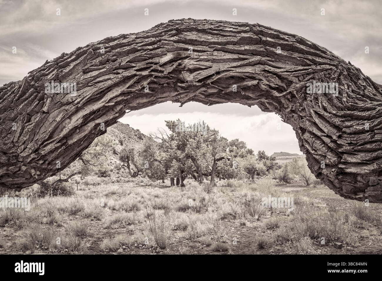 Alter verdrehter Baumwollholzbaum in einer Wüstenschlucht in der Nähe von Moab, Utah, schwarz-weiß-platinfarbenes Bild Stockfoto