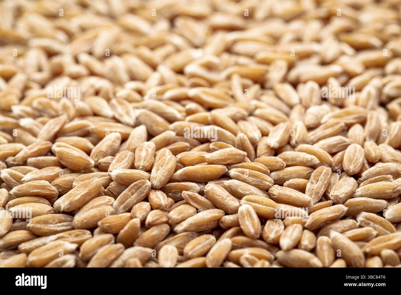 Hintergrund harter roter Winterweizenkörner mit selektivem Fokus Stockfoto