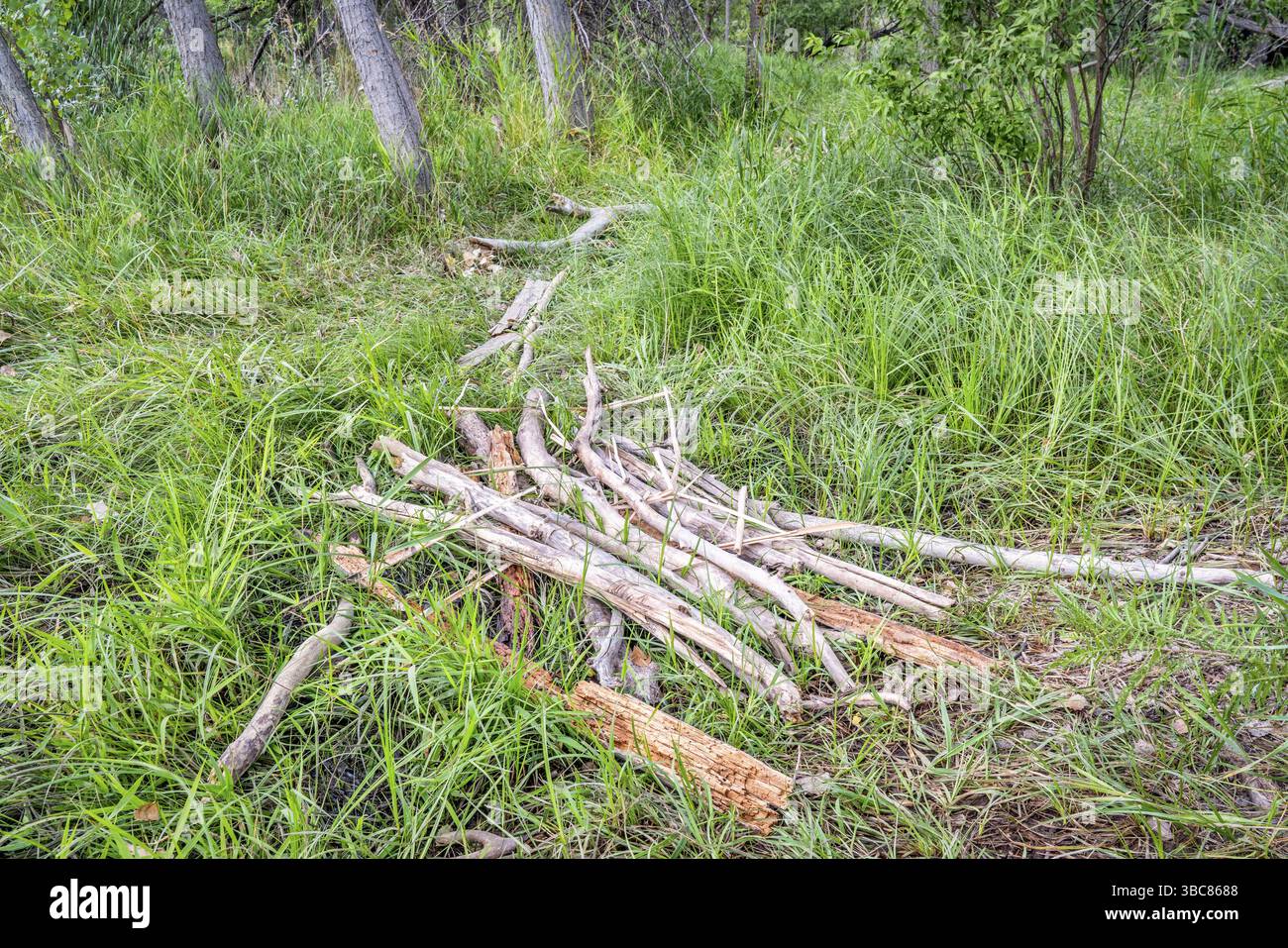 Primitiver Pfad durch einen Sumpf und Wald Stockfoto