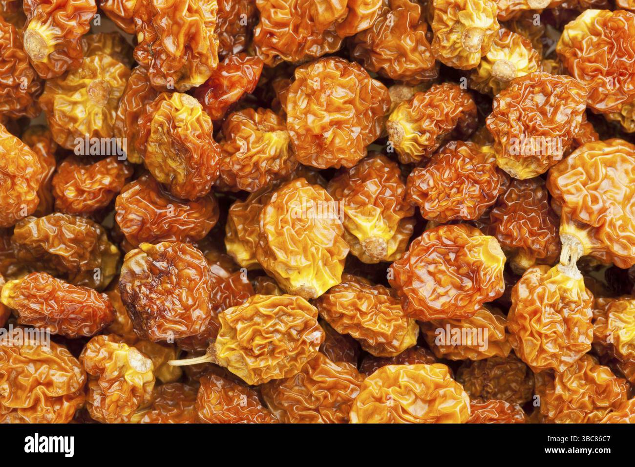 Getrocknete Goldbeeren (Physalis peruviana), Superfruit aus Peru reich an Antioxidantien, Vitamin A, Bioflavonoiden und Ballaststoffen Stockfoto