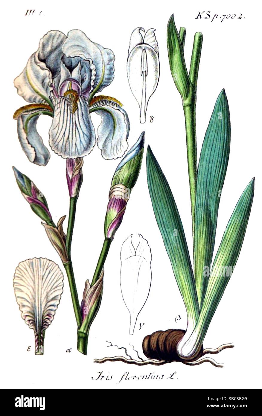 Iris florentina aus Band 19 der deutschen Flora in Illustrationen aus der Natur mit Beschreibungen von Jacob Sturm, veröffentlicht in Nürnberg 1843 Stockfoto