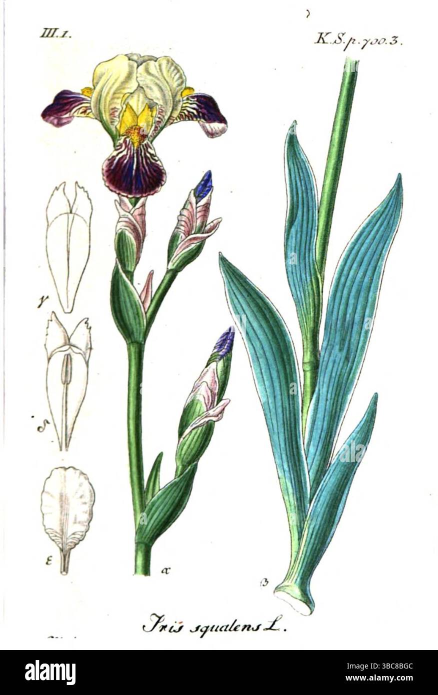Iris quält aus Band 19 der deutschen Flora in Illustrationen aus der Natur mit Beschreibungen von Jacob Sturm, veröffentlicht in Nürnberg 1843 Stockfoto