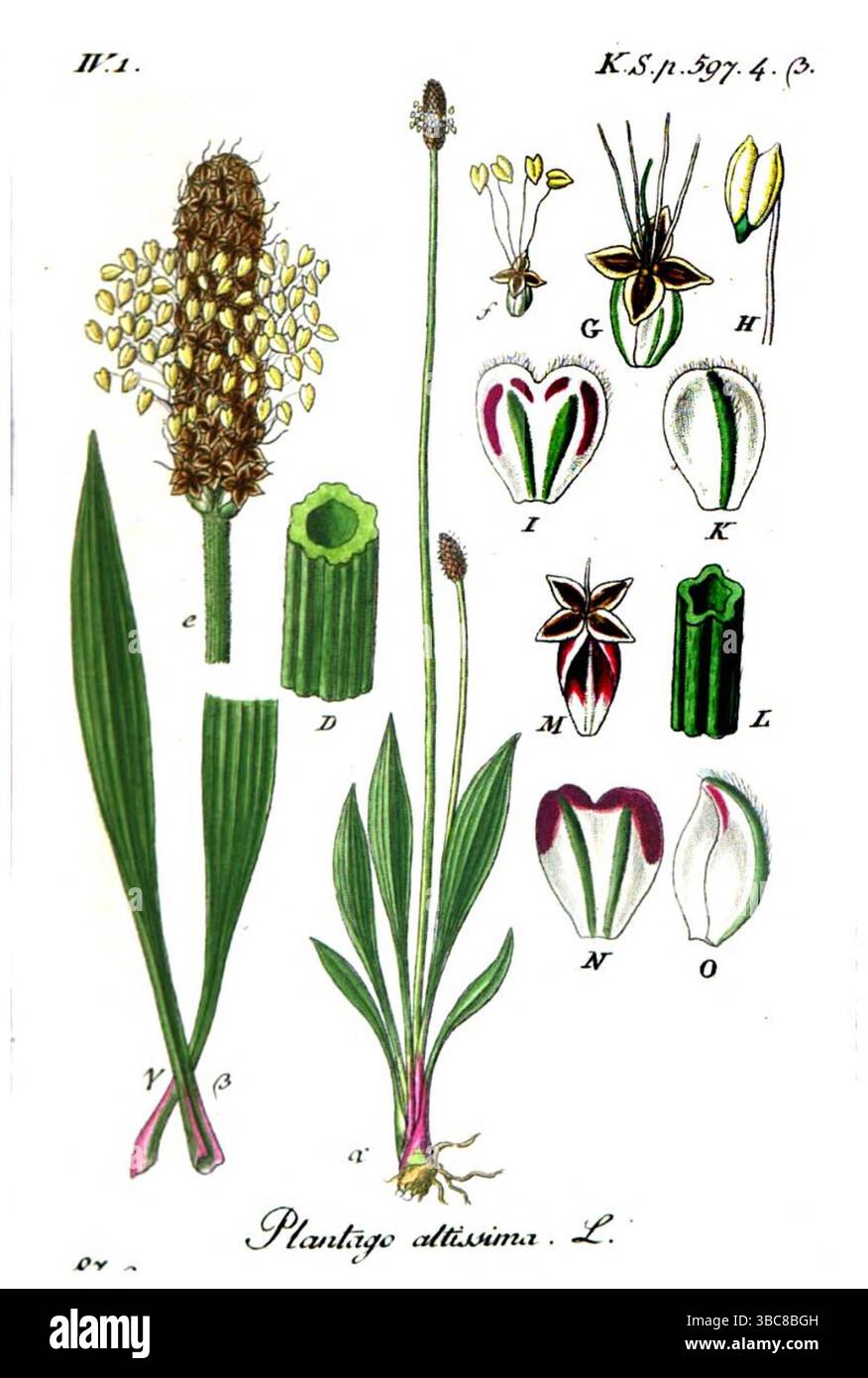 Plantago altissiuia Kupferplatte aus Band 19 der deutschen Flora in Illustrationen aus der Natur mit Beschreibungen von Jacob Sturm, veröffentlicht in Nürnberg 1843 Stockfoto